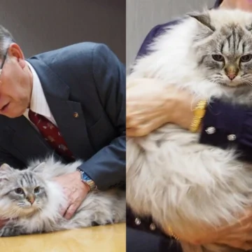 Cat Gifted from Putin to Japanese Politician Dies at 12