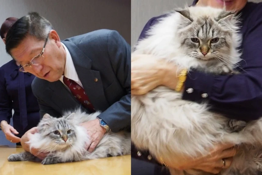 Cat Gifted from Putin to Japanese Politician Dies at 12