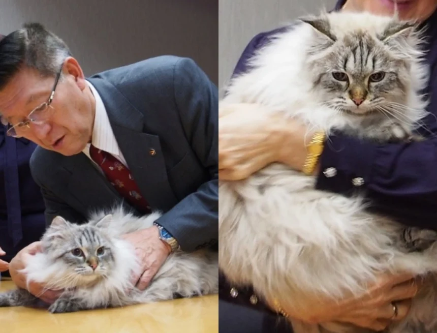 Cat Gifted from Putin to Japanese Politician Dies at 12